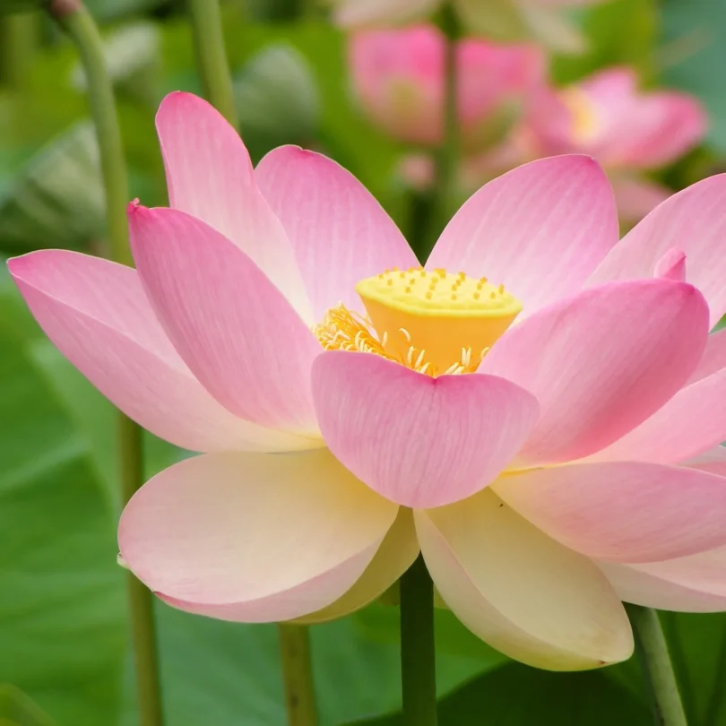 Lotus sacré (Nelumbo nucifera) Graines
