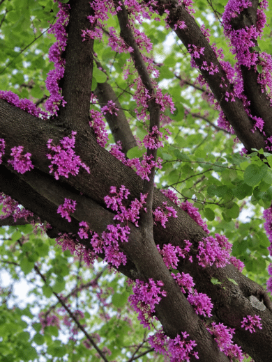 Arbre de Judée (Cercis siliquastrum) Graines