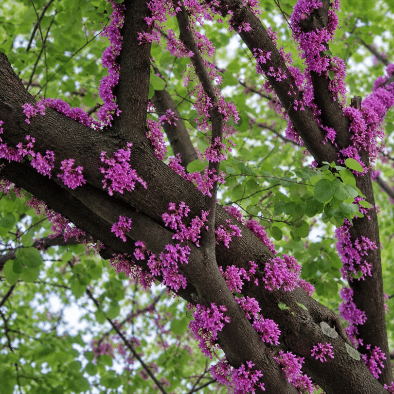 Arbre de Judée (Cercis siliquastrum) Graines