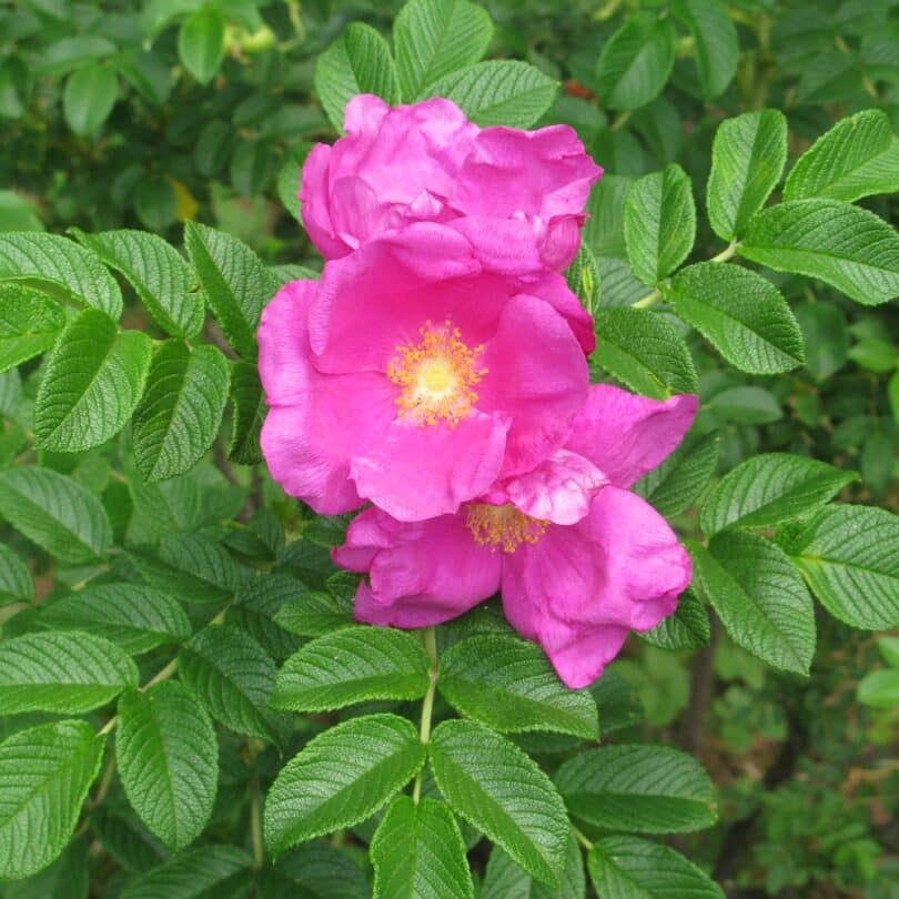 Rosier du Japon “Hamanasu” (Rosa rugosa) Graines