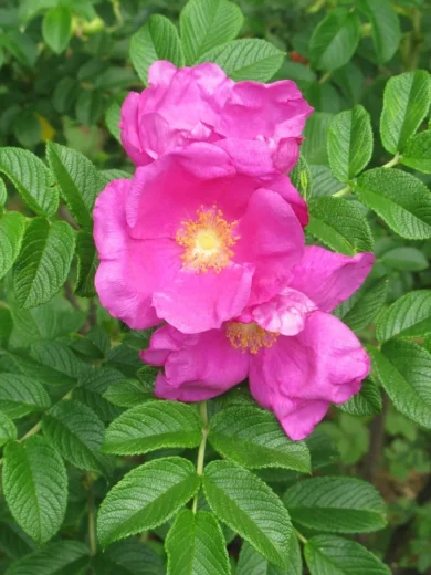 Rosier du Japon "Hamanasu" (Rosa rugosa) Graines