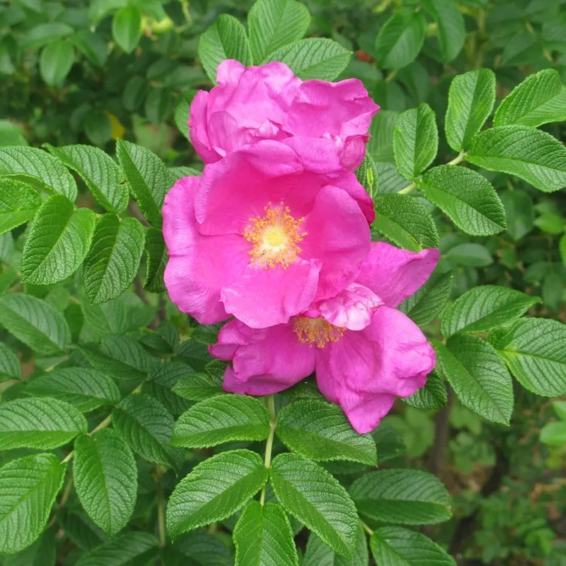 Rosier du Japon “Hamanasu” (Rosa rugosa) Graines