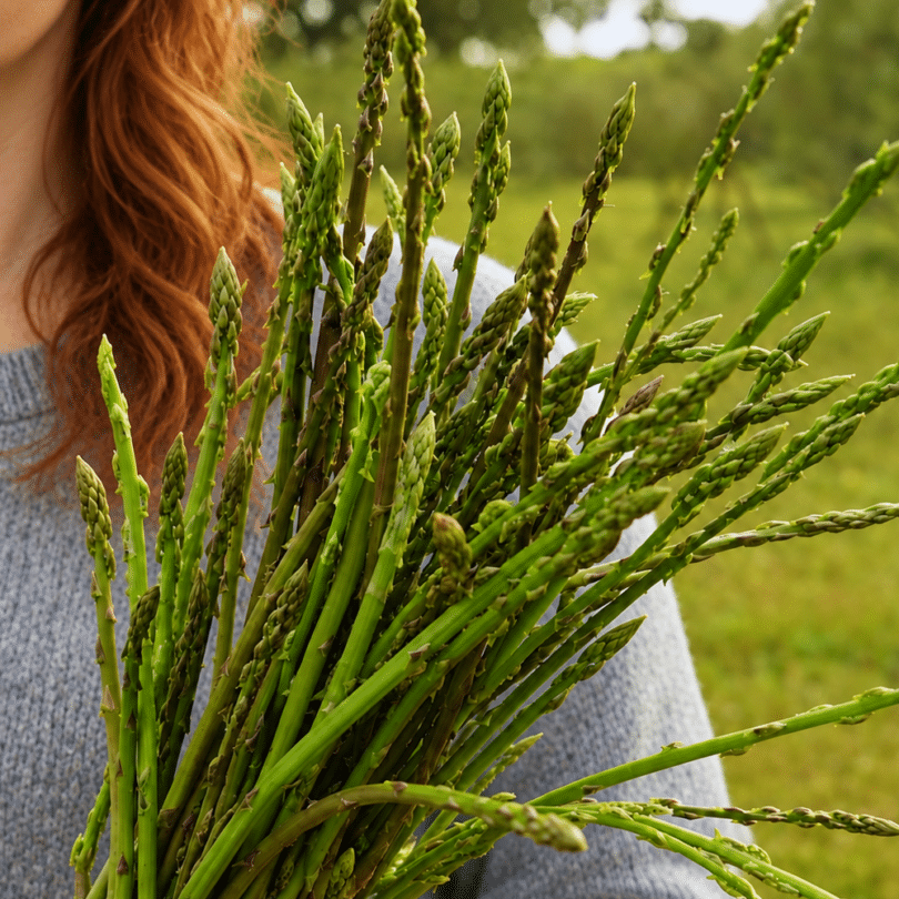 Asperge sauvage (Asparagus acutifolius) Graines
