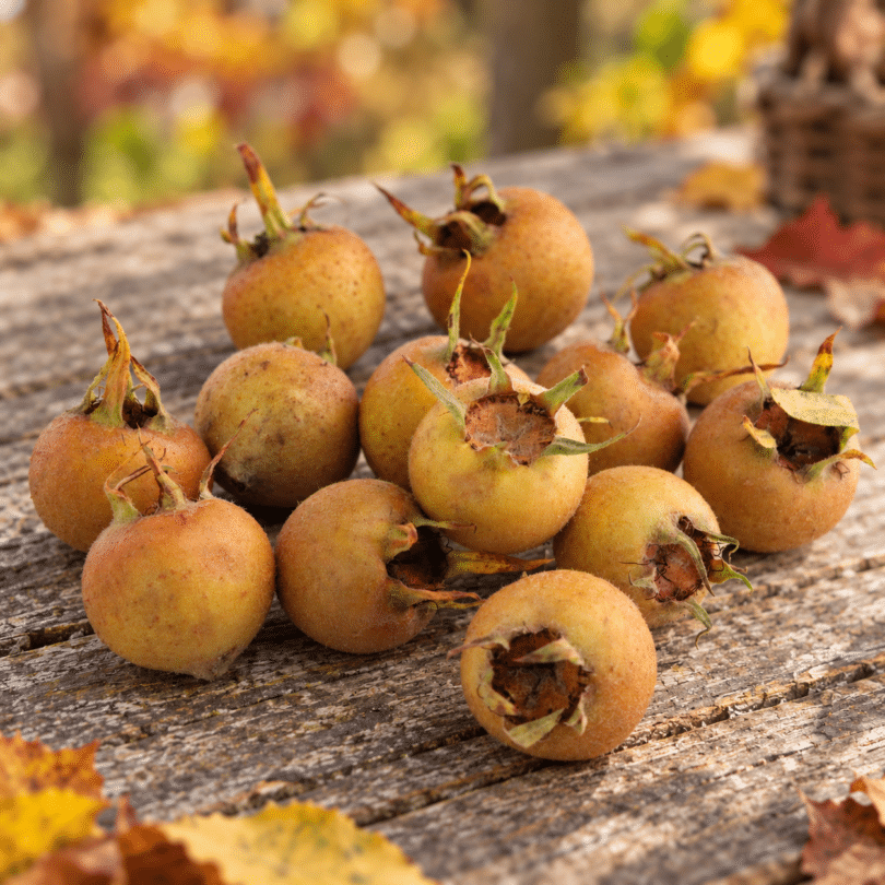 Néflier d’Allemagne (Mespilus germanica) Graines