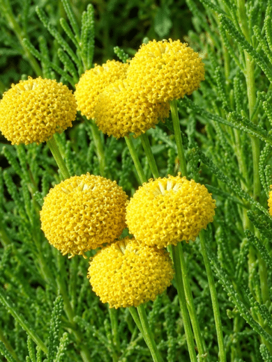 Santoline Olive (Santolina rosmarinifolia) Graines