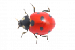 coccinelle 2
