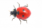 coccinelle 2