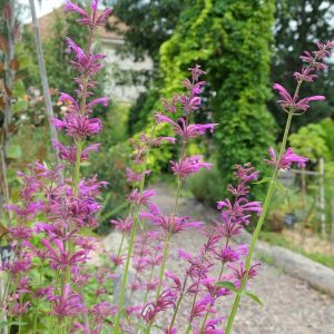 potager dexpérimentation alsagarden potager dexpérimentation alsagarden