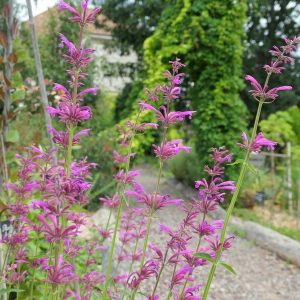 potager dexpérimentation alsagarden